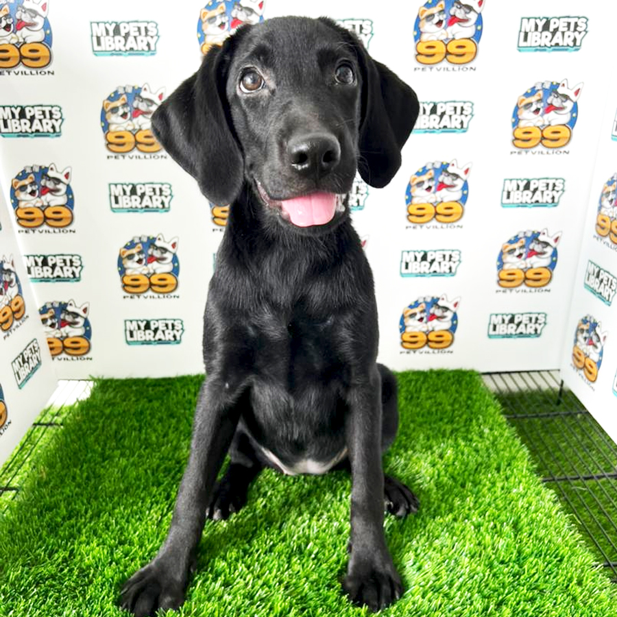 Labrador Puppy (Female) For Sale