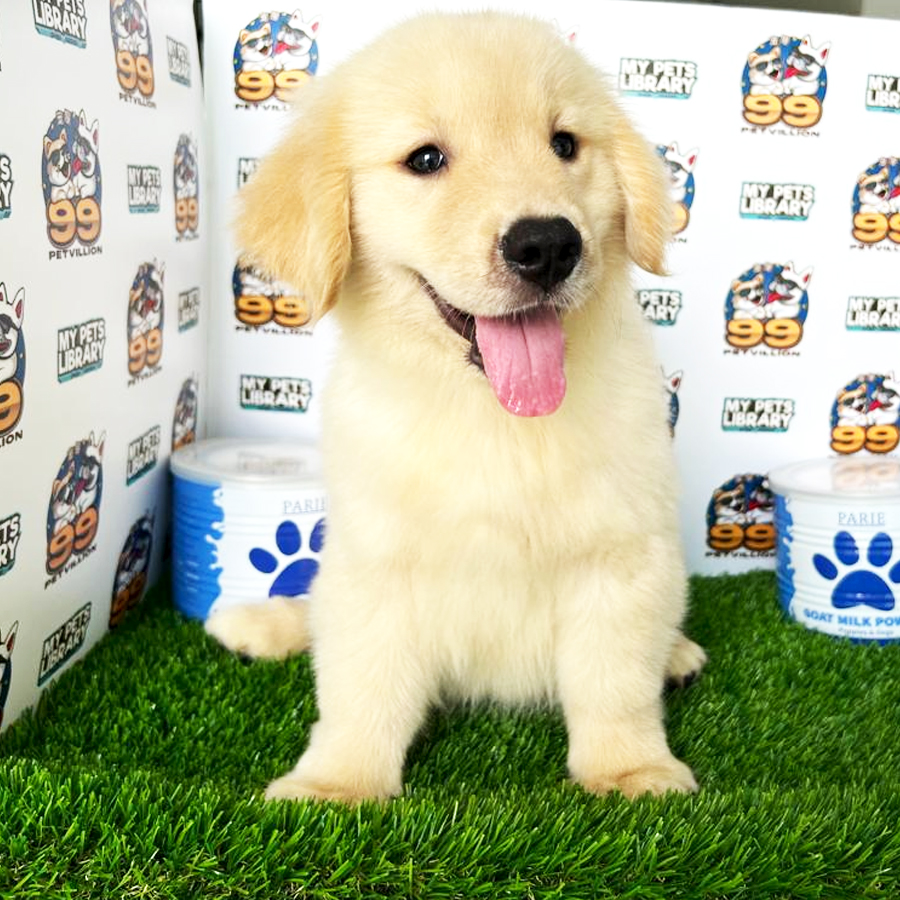 XL Big Bone Golden Retriever Puppy (Male) For Sale