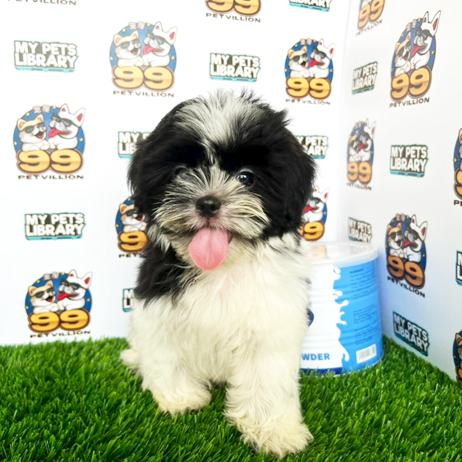 Shih Tzu Puppy (Female) For Sale