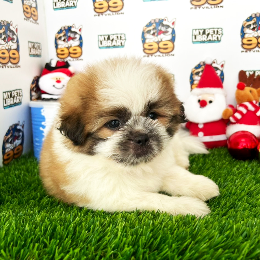 Shihpoo Puppy (Male) For Sale