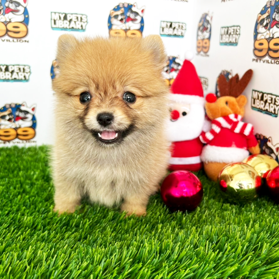 Super Tiny Pomeranian Puppy (Female) For Sale