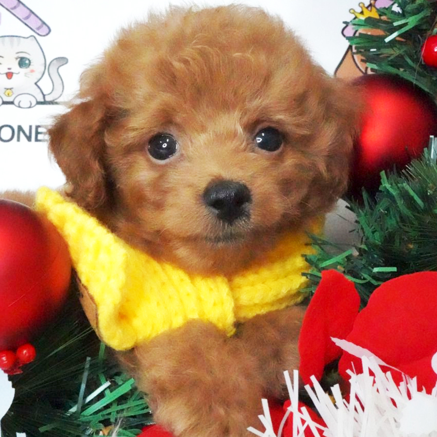 Toy Poodle Puppy (Male) For Sale