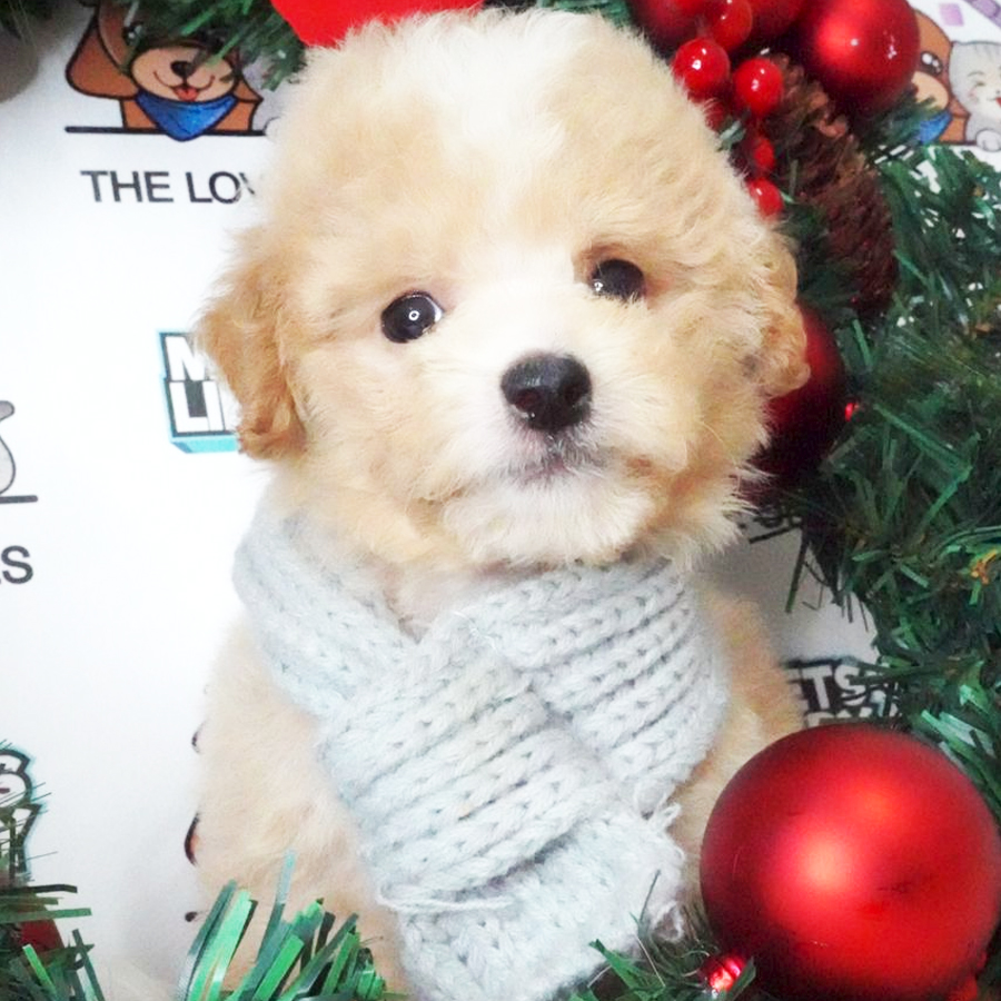 Toy Poodle Puppy (Male) For Sale