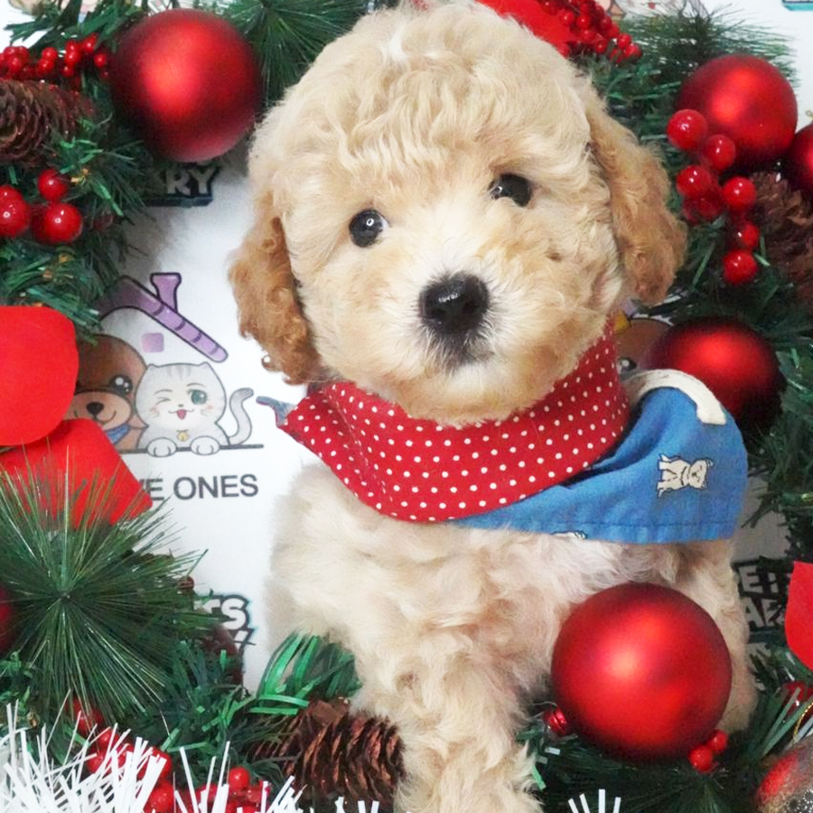 Toy Poodle Puppy (Male) For Sale