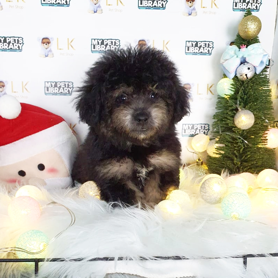 Toy Poodle Puppy (Male) For Sale