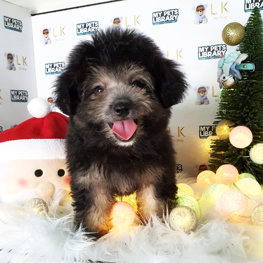 Toy Poodle Puppy (Male) For Sale