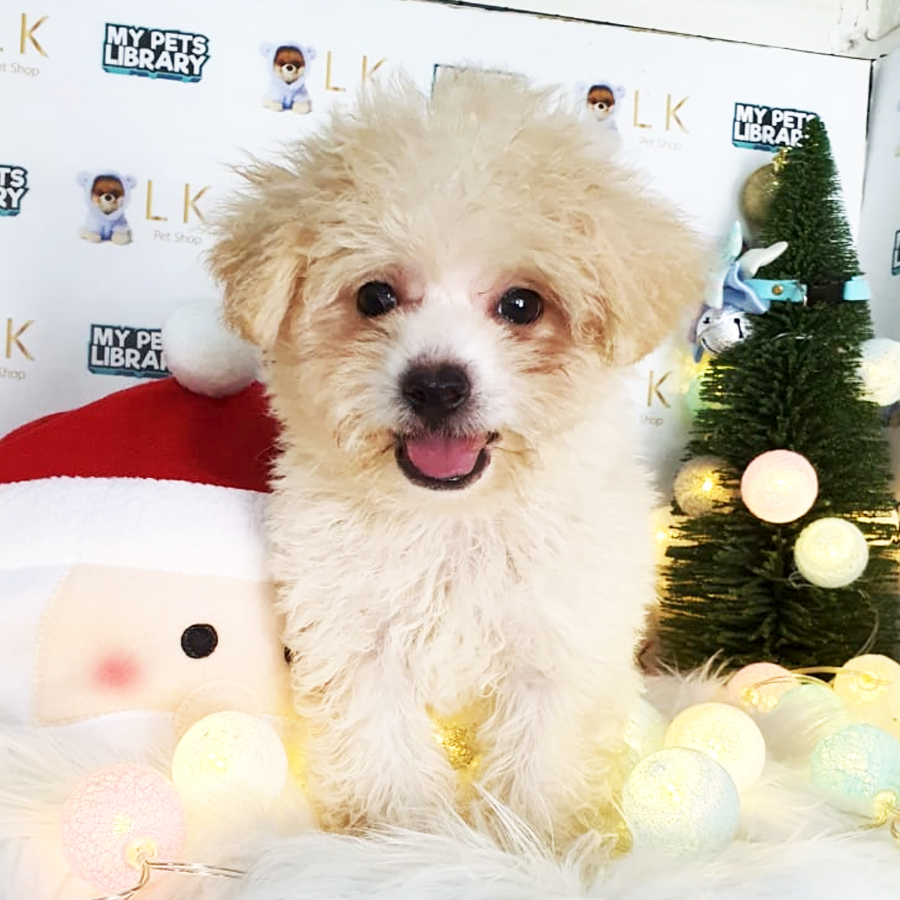 Toy Poodle Puppy (Male) For Sale