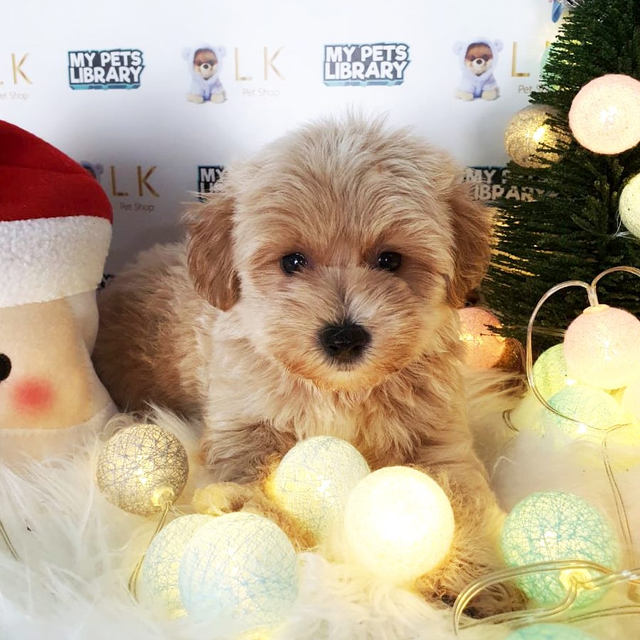 Toy Poodle Puppy (Male) For Sale