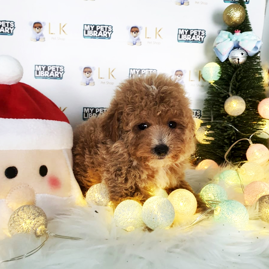 Toy Poodle Puppy (Male) For Sale