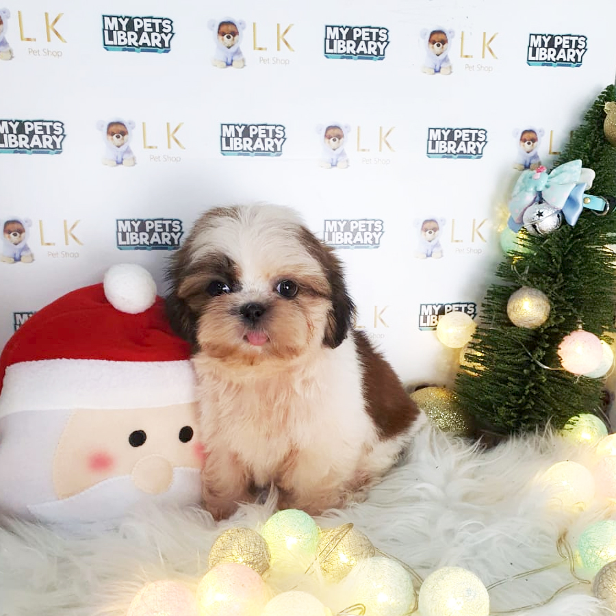 Shih Tzu Puppy (Female) For Sale