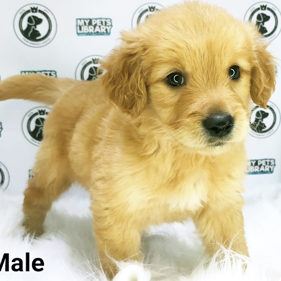 MKA Golden Retriever Puppy (Male) For Sale