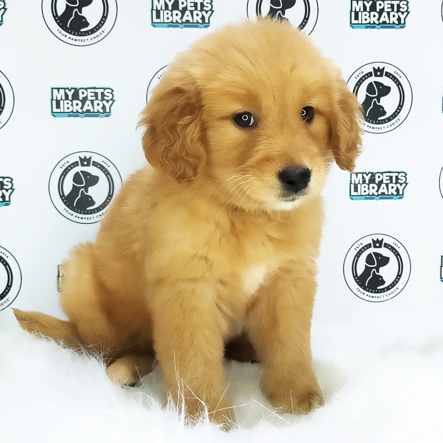 MKA Golden Retriever Puppy (Female) For Sale