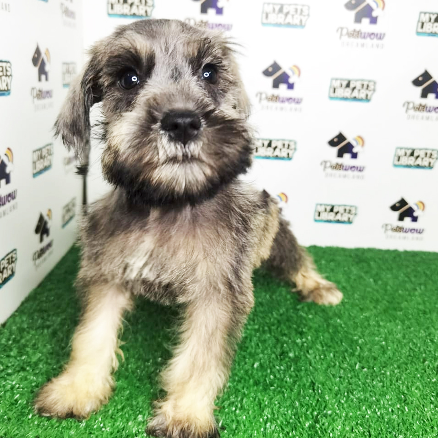 Schnauzer Puppy (Female) For Sale