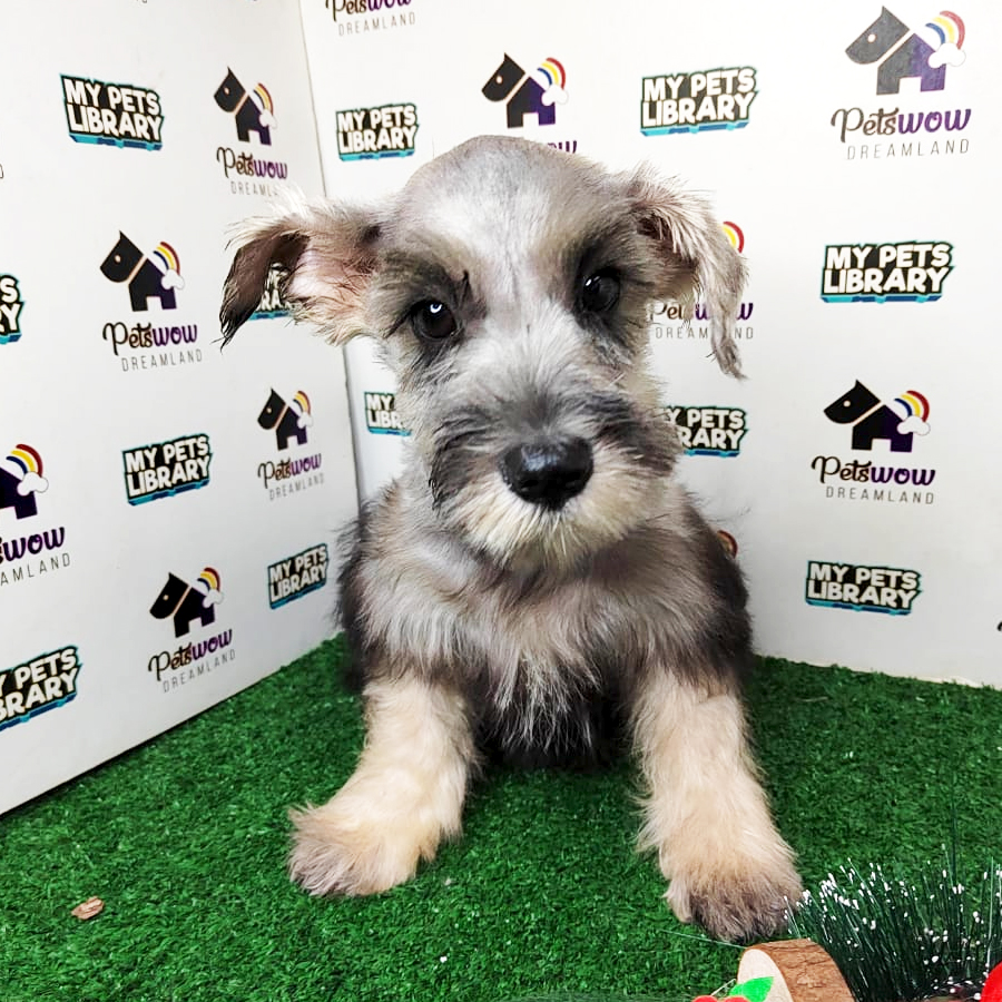 Schnauzer Puppy (Female) For Sale
