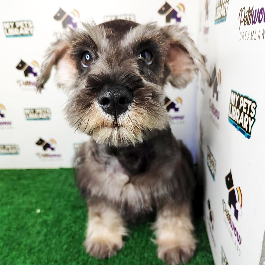 Schnauzer Puppy (Male) For Sale