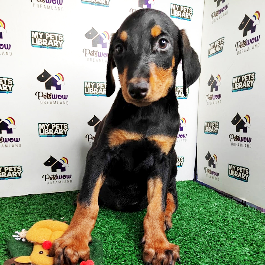 MKA Doberman Puppy (Female) For Sale