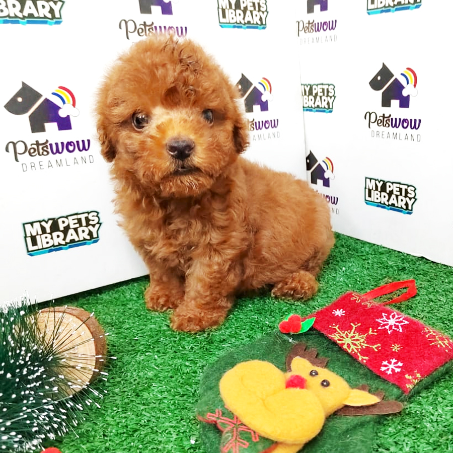 Toy Poodle Puppy (Male) For Sale