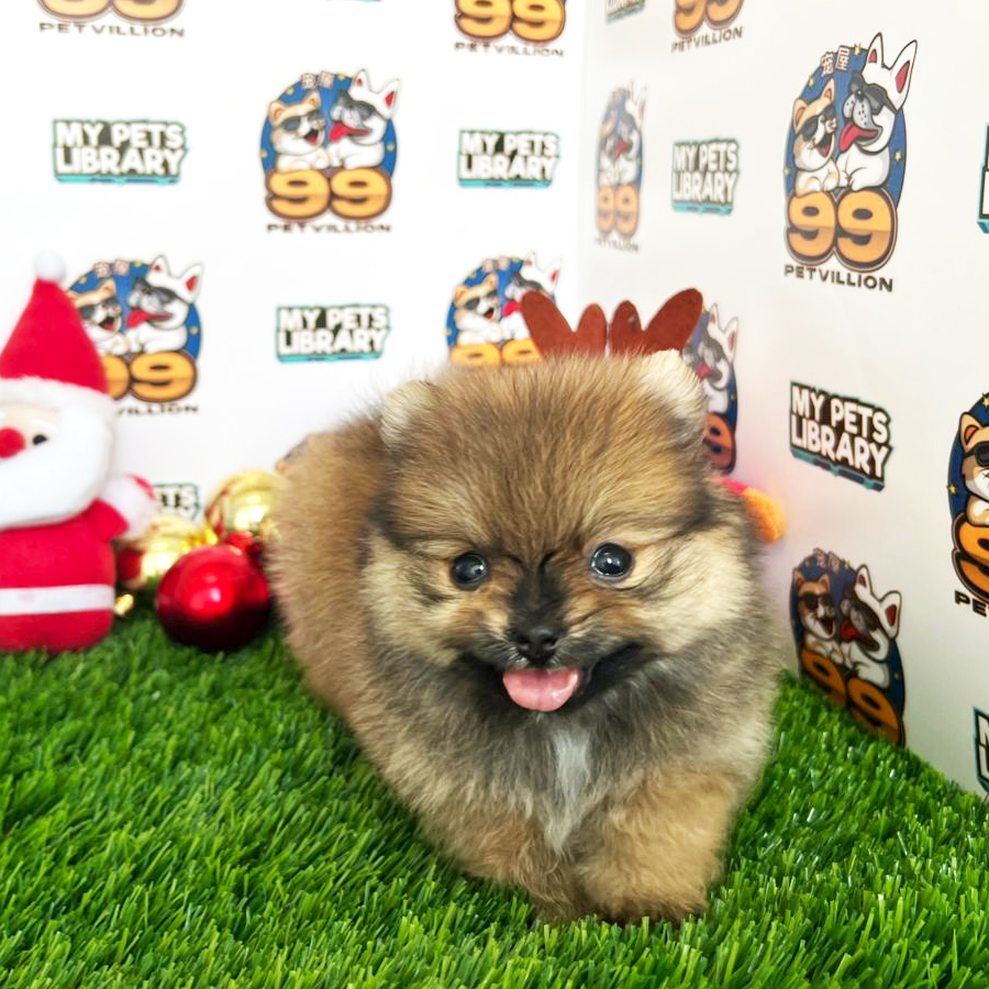 Super Tiny Pomeranian Puppy (Male) For Sale