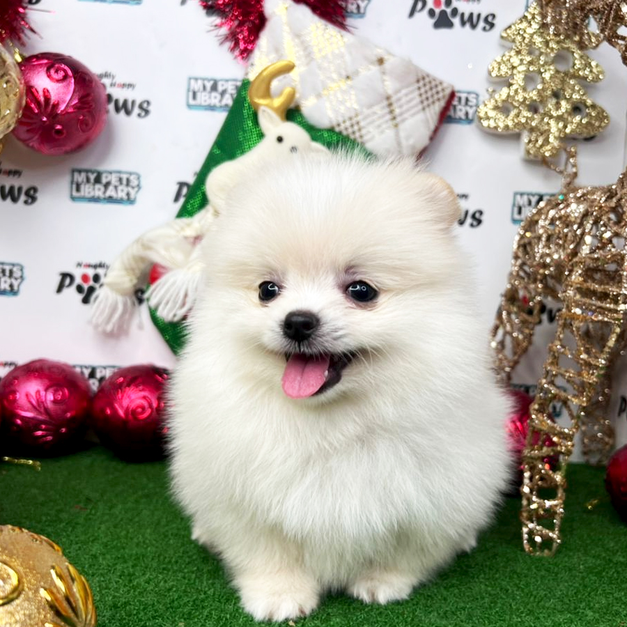 Pomeranian Puppy (Male) For Sale