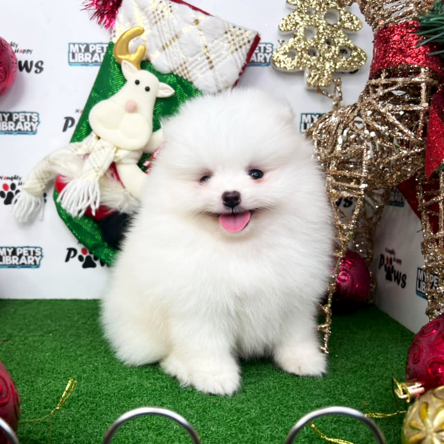 Pomeranian Puppy (Male) For Sale