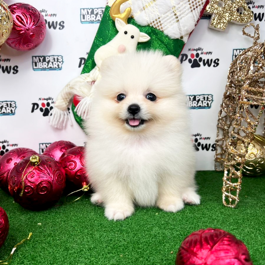 Pomeranian Puppy (Male) For Sale