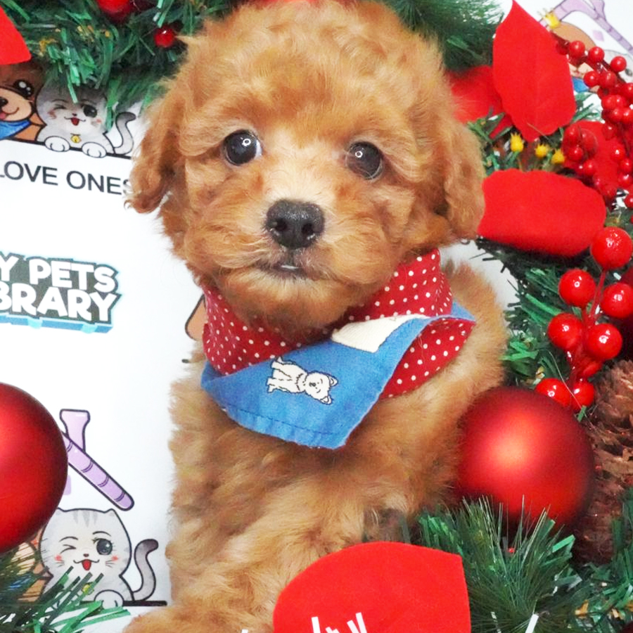 Toy Poodle Puppy (Male) For Sale