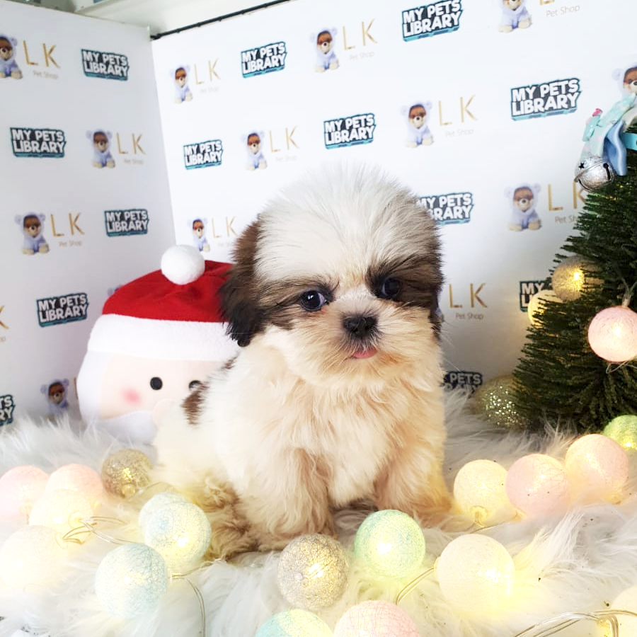 Shih Tzu Puppy (Male) For Sale