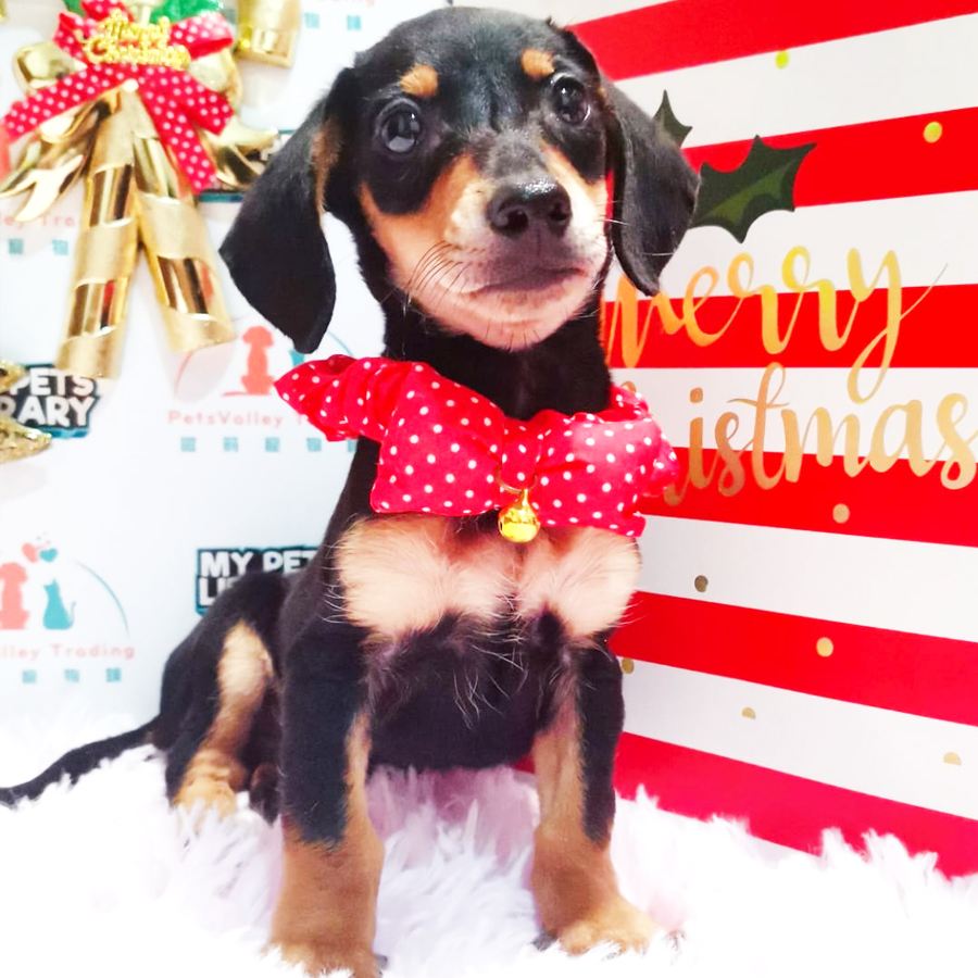 Dachshund Puppy (Male) For Sale