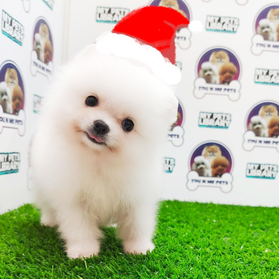 MKA Tiny Pomeranian Puppy (Male) For Sale
