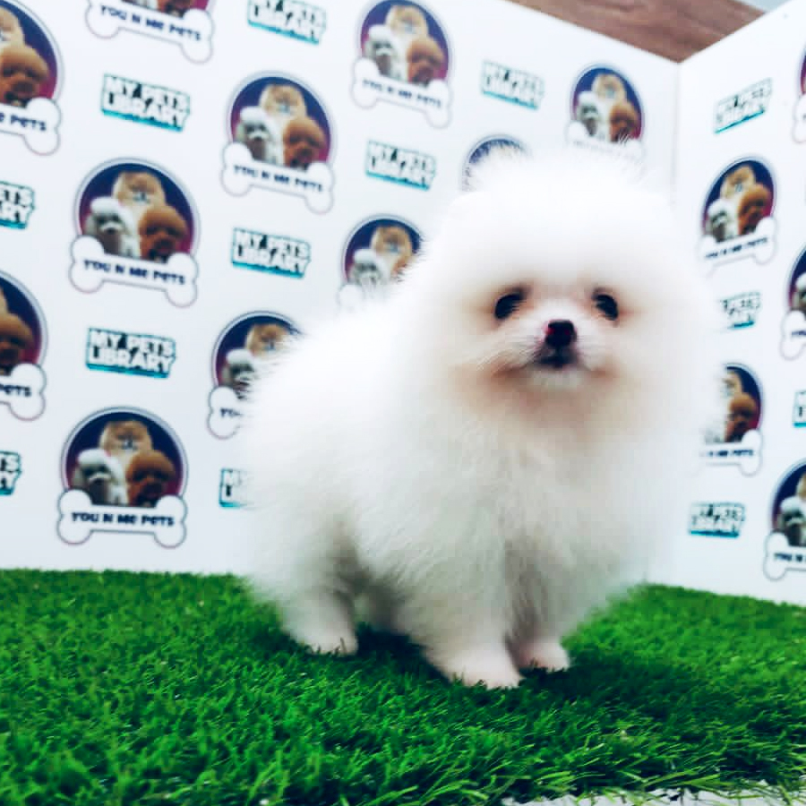 MKA Tiny Pomeranian Puppy (Female) For Sale
