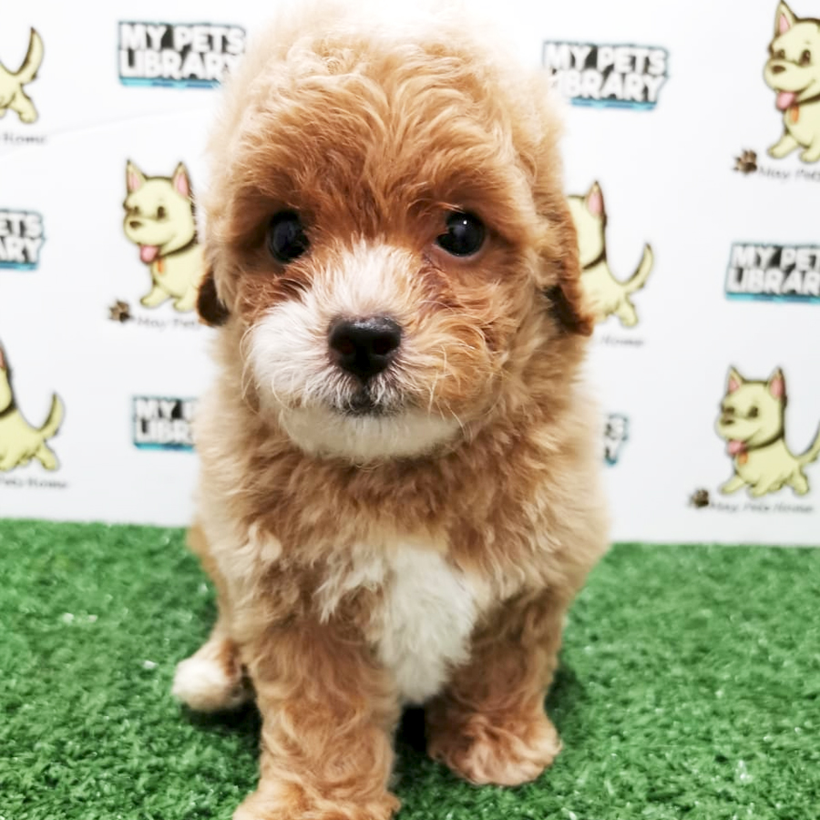 Toy Poodle Puppy (Male) For Sale