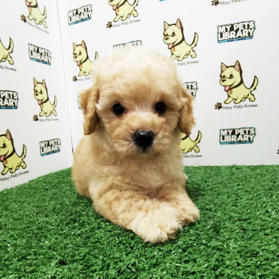 Toy Poodle Puppy (Male) For Sale