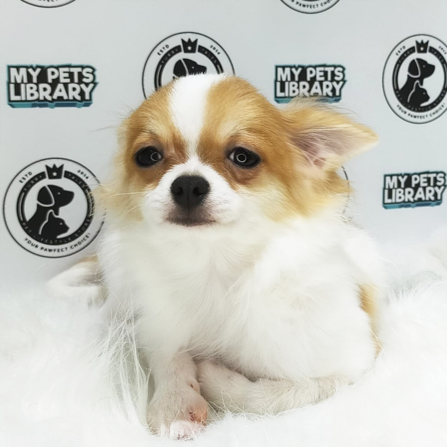 MKA Chihuahua Puppy (Male) For Sale