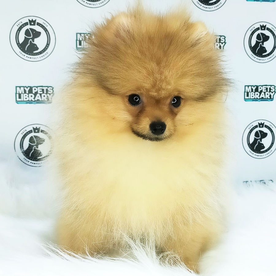 MKA Pomeranian Puppy (Female) For Sale