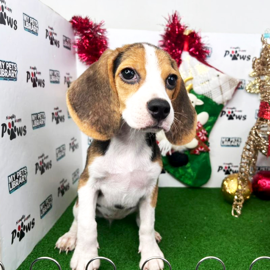 Beagle Puppy (Female) For Sale