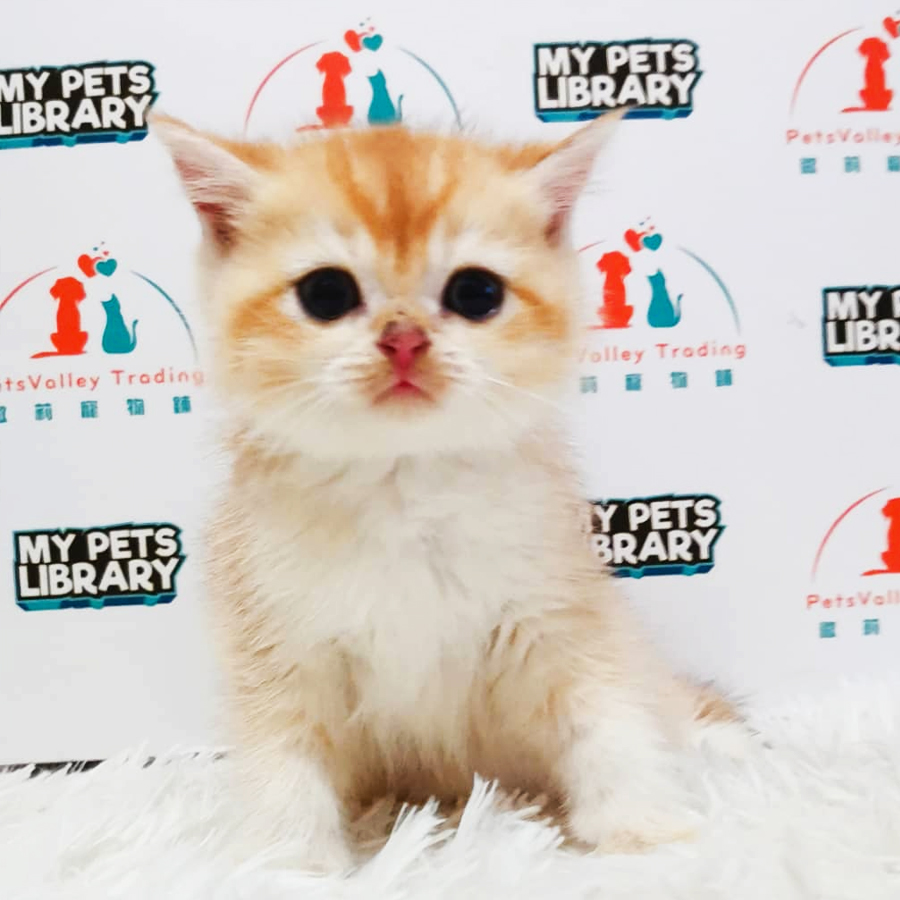 CFA British Shorthair Kitten (Male) For Sale