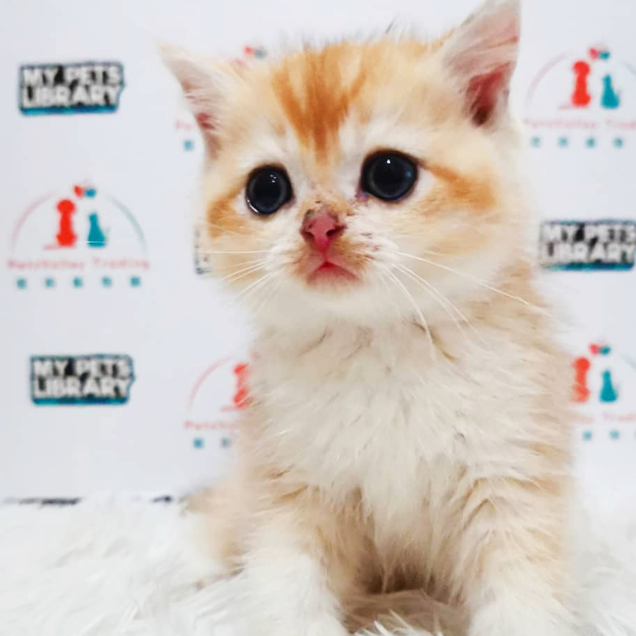 CFA British Shorthair Kitten (Female) For Sale