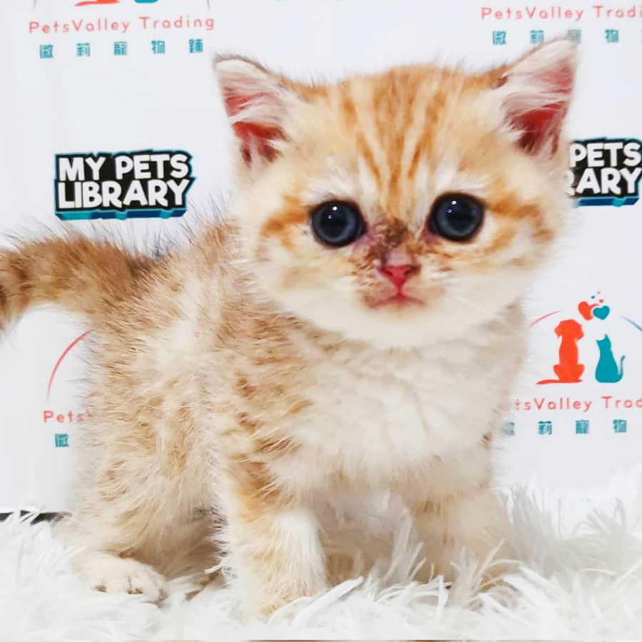 CFA British Shorthair Kitten (Female) For Sale
