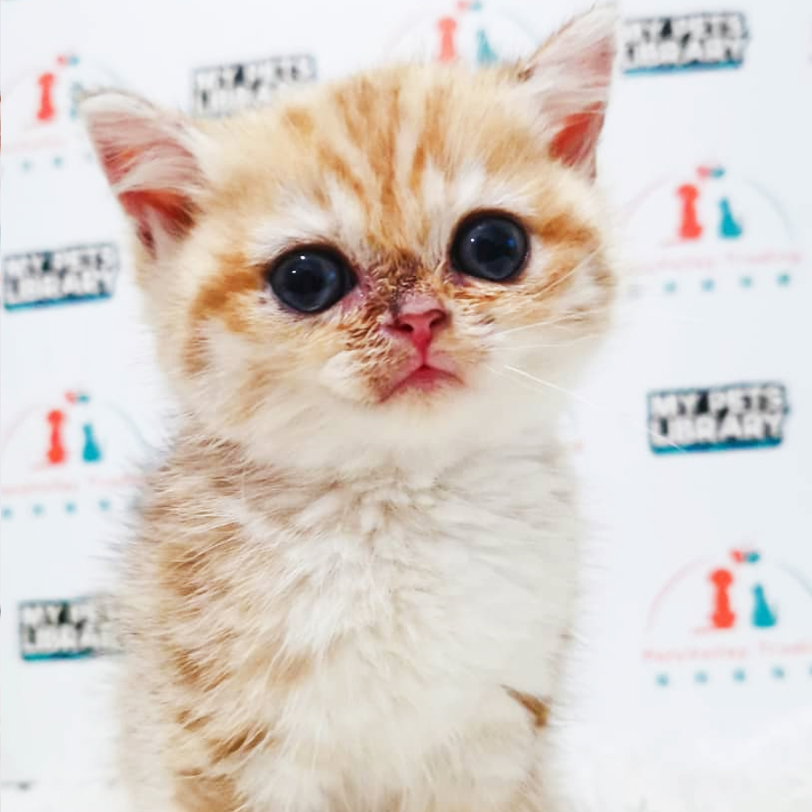 CFA British Shorthair Kitten (Male) For Sale