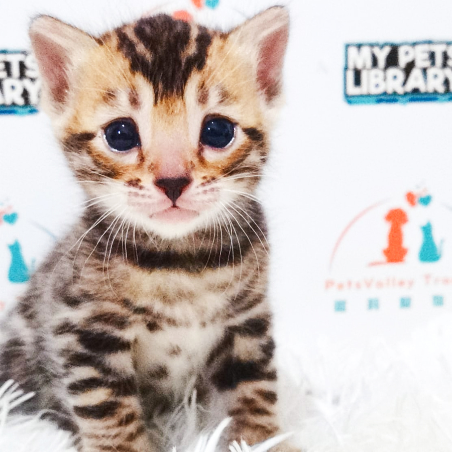 TIKA Bengal Kitten (Male) For Sale