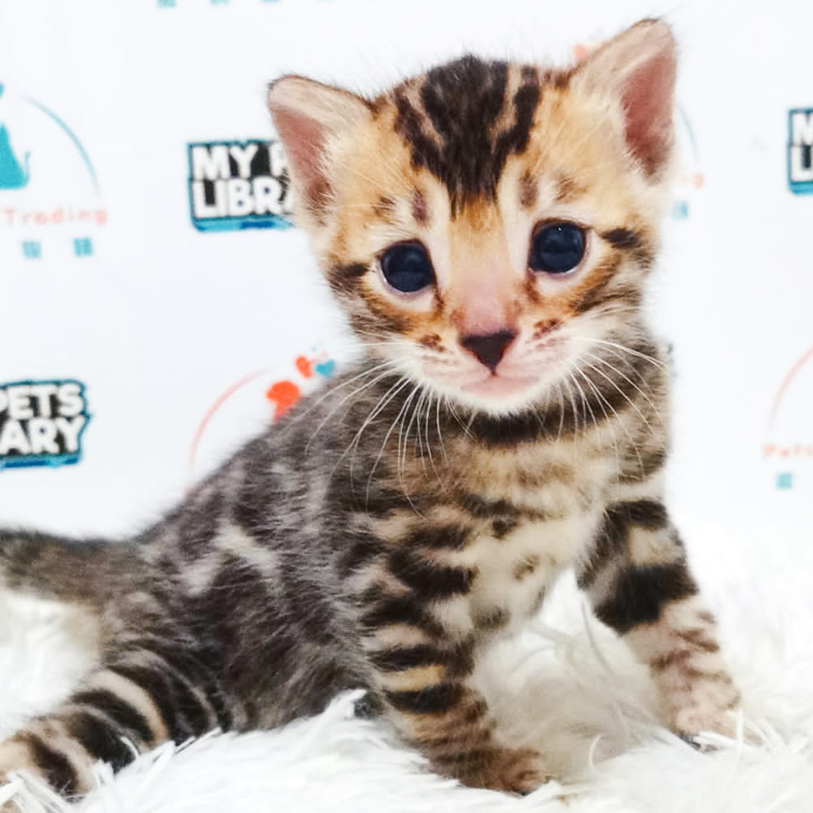 TIKA Bengal Kitten (Female) For Sale