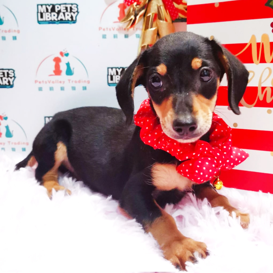 Dachshund Puppy (Male) For Sale