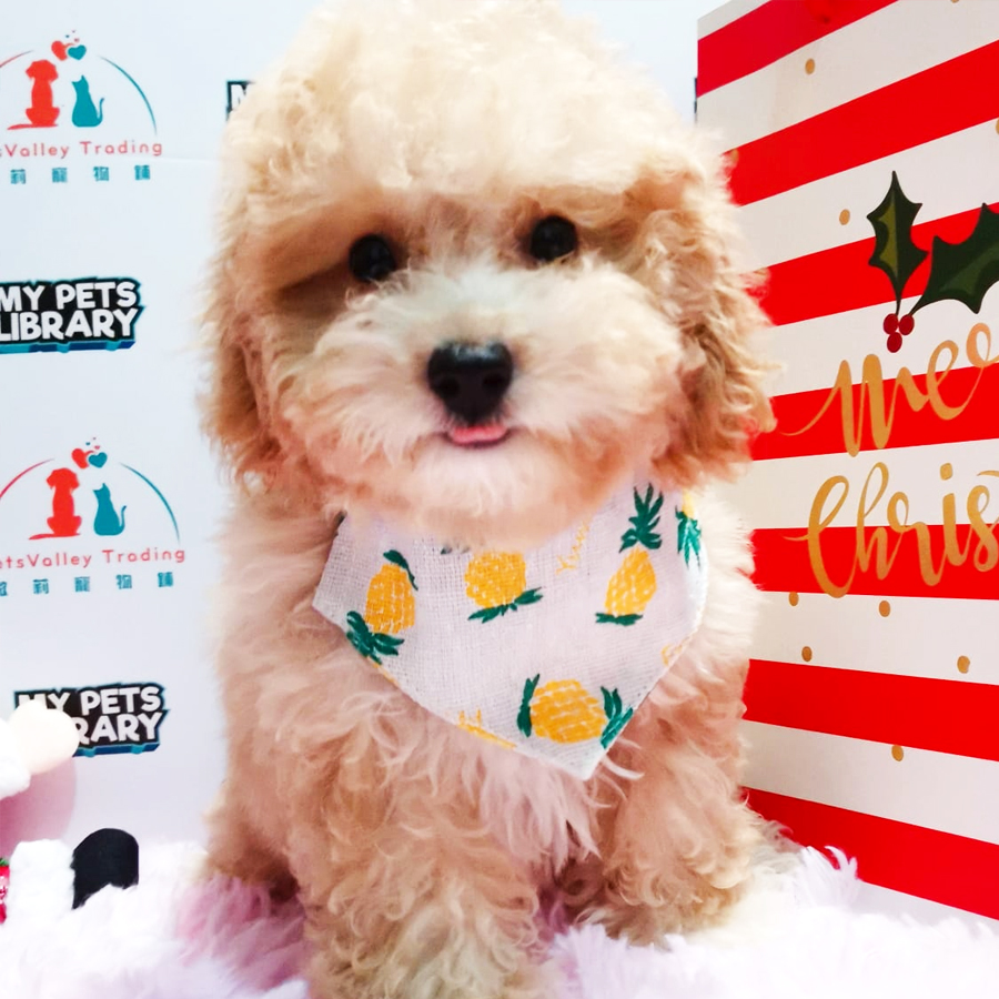 Toy Poodle Puppy (Female) For Sale