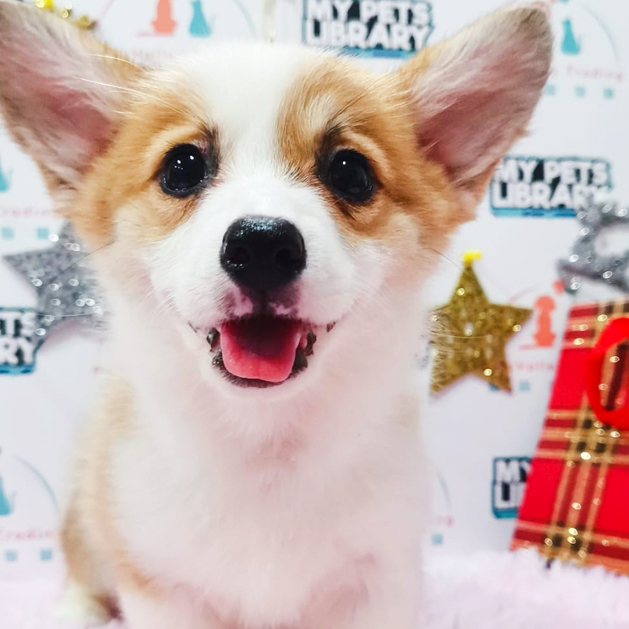 MKA Welsh Corgi Puppy (Female) For Sale