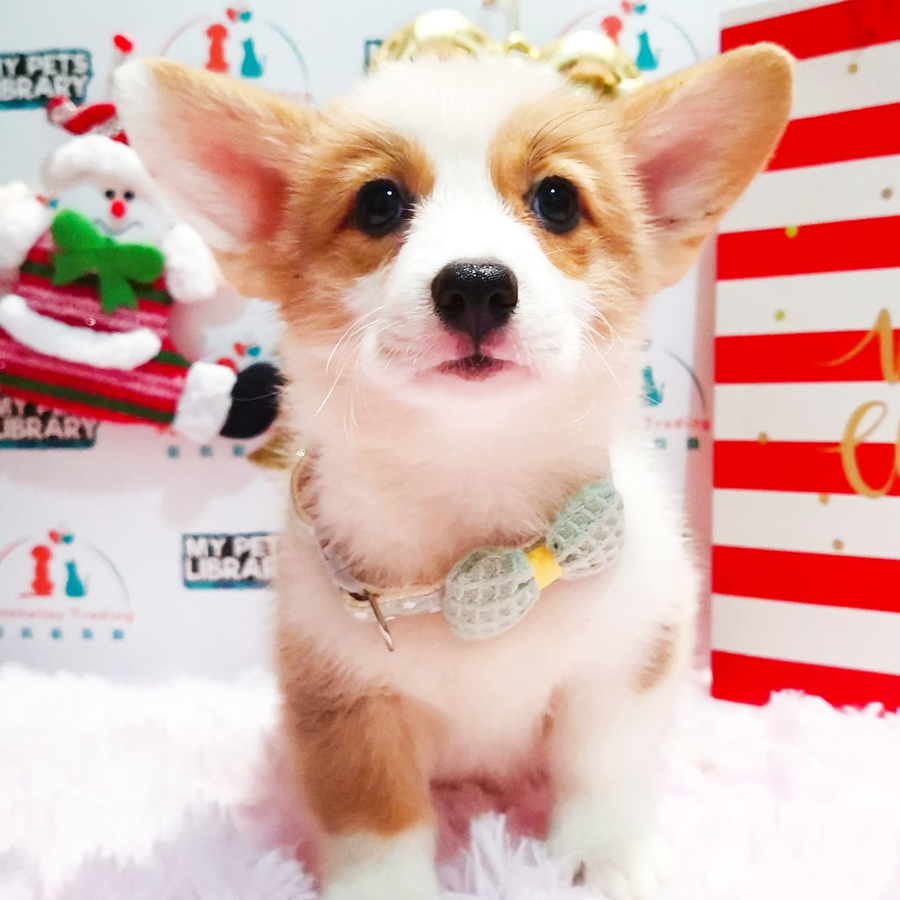Welsh Corgi Puppy (Female) For Sale
