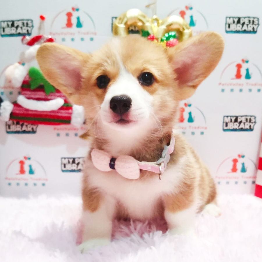 Welsh Corgi Puppy (Female) For Sale