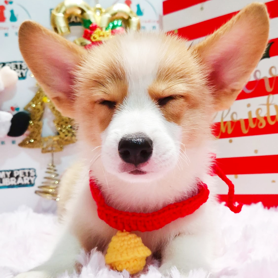 Welsh Corgi Puppy (Female) For Sale