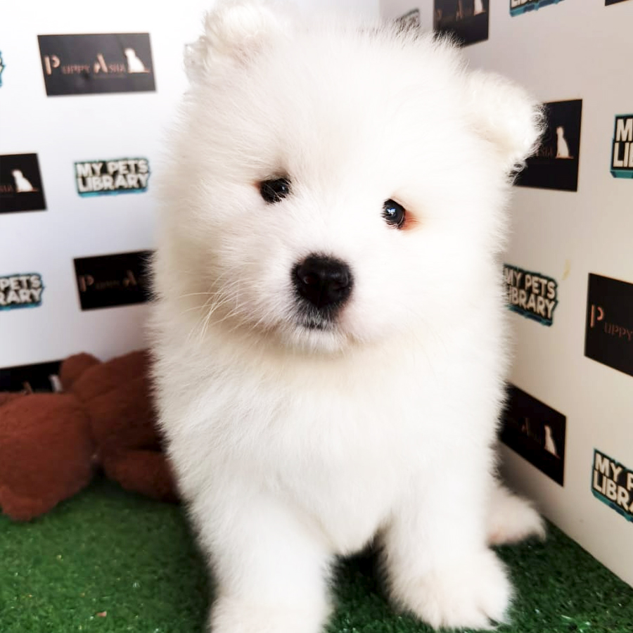 Samoyed Puppy (Male) For Sale
