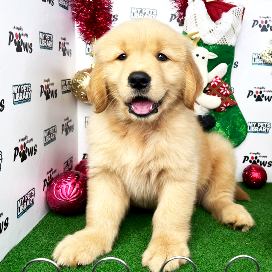 Golden Retriever Puppy (Male) For Sale