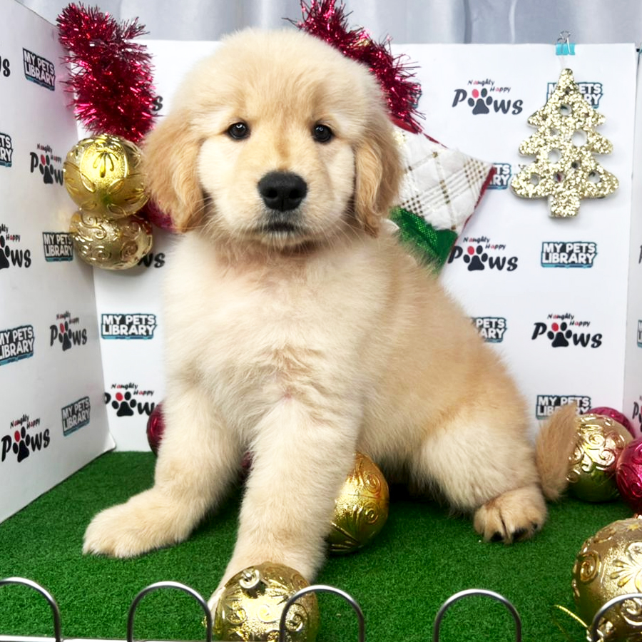 Golden Retriever Puppy (Male) For Sale